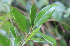 Sarcococca saligna